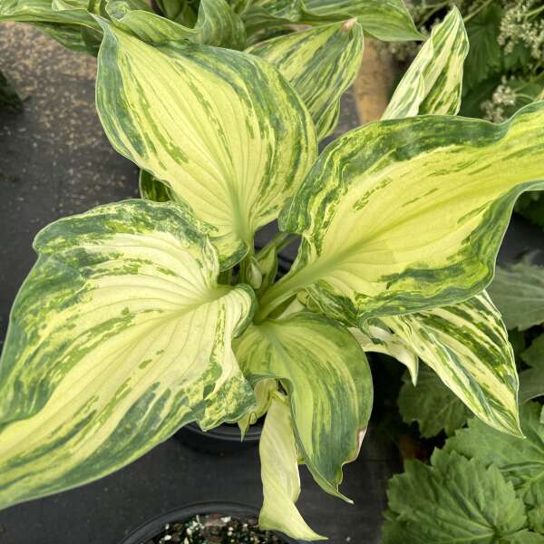 Hosta ‘Frog in My Throat’ – Cream and Green Rippled Hosta