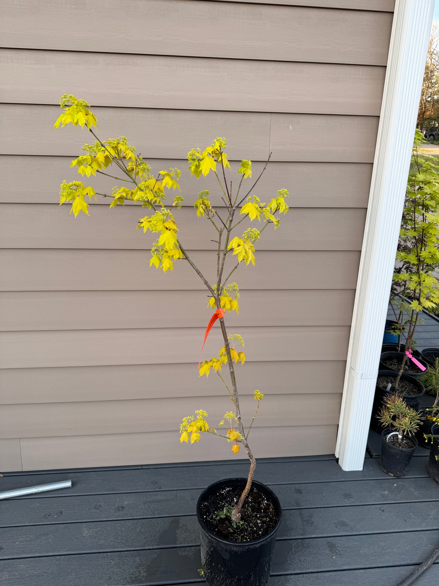 Acer longipes ‘Gold Coin’ – Rare Golden Leaf Maple