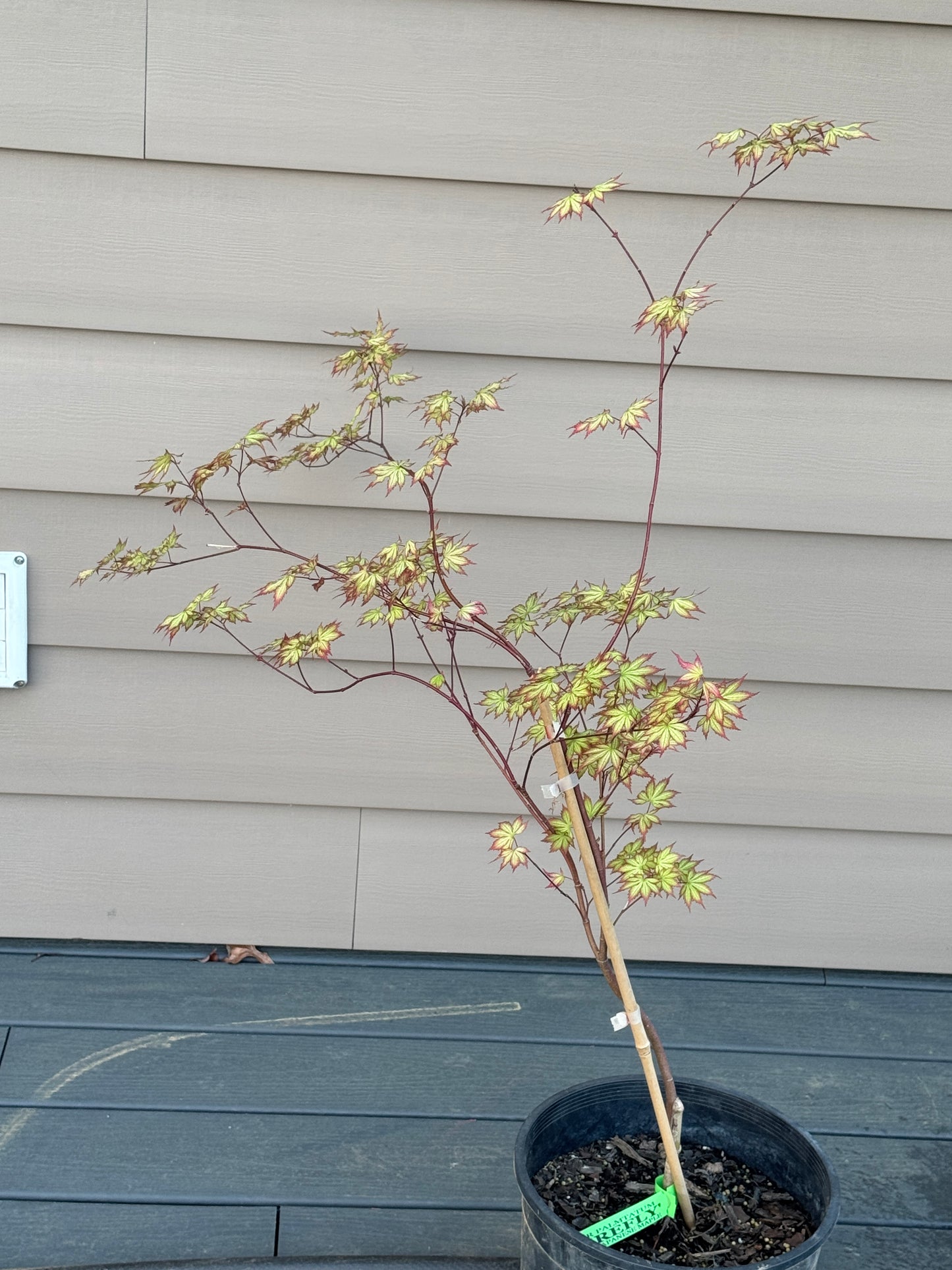 Acer palmatum ‘Firefly’ – Reticulated Variegated Japanese Maple