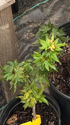 Acer palmatum ‘Koi’ – Dwarf Orange Japanese Maple