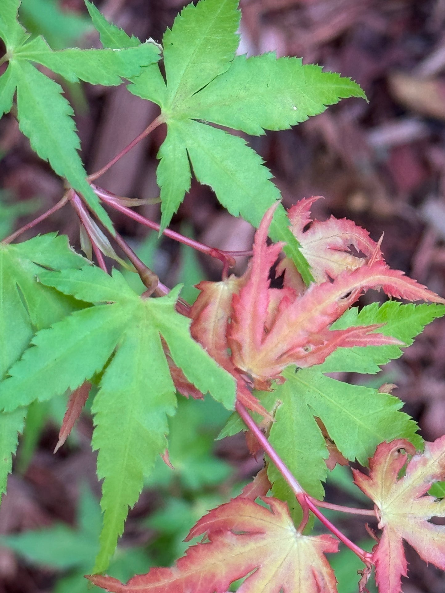 Acer palmatum ‘Marmalade’ – Bright Orange Japanese Maple