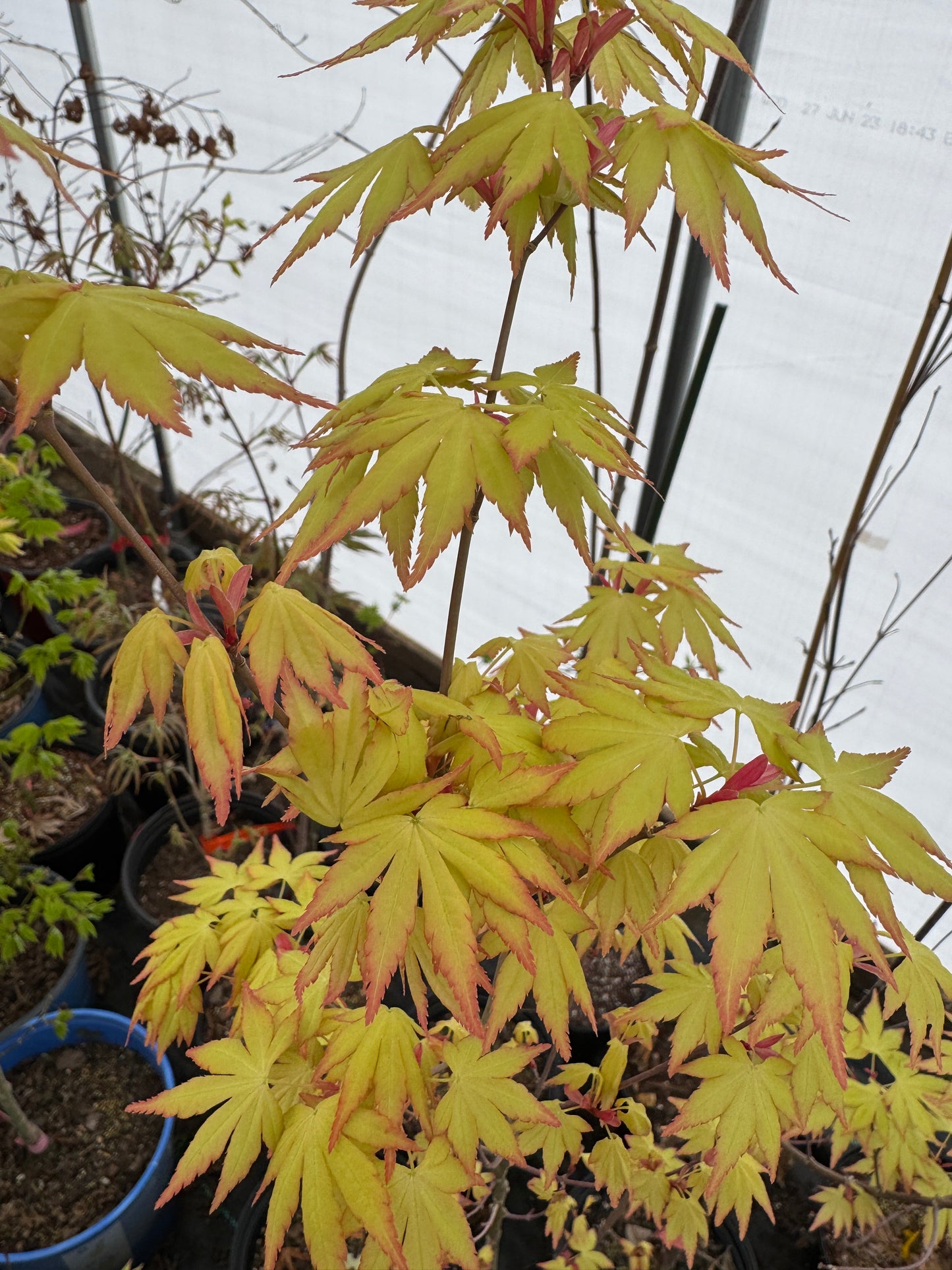 Acer palmatum ‘Orange Dream’ – Bright Golden Japanese Maple