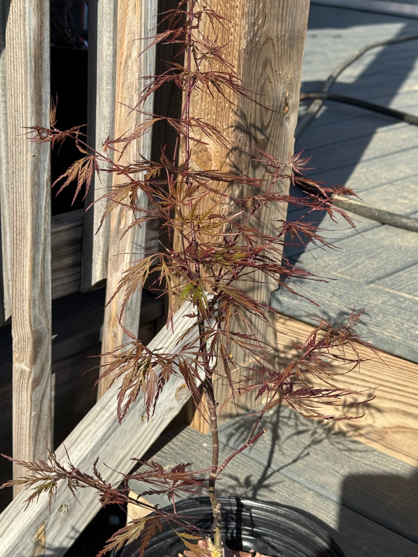 Acer palmatum ‘Red Dragon’ – Weeping Laceleaf Japanese Maple