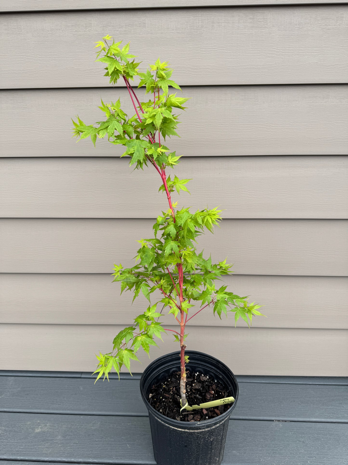 Acer palmatum ‘Sango Kaku’ – Coral Bark Japanese Maple
