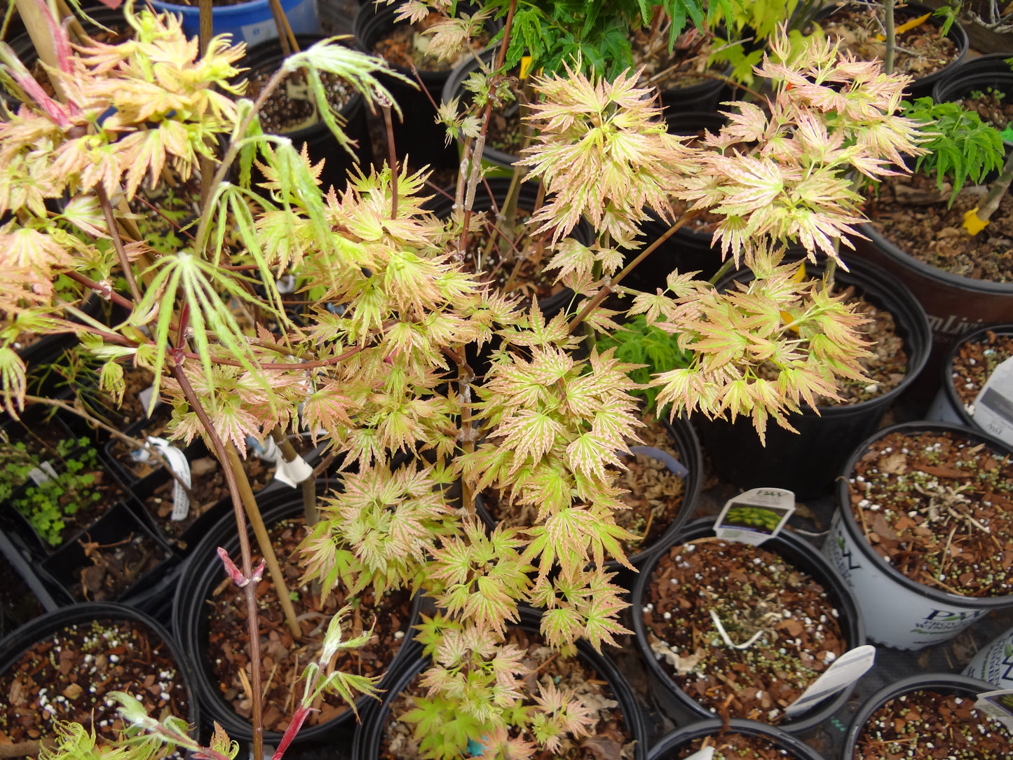 Acer palmatum ‘Shin Hikasa’ – Rare Upright Japanese Maple