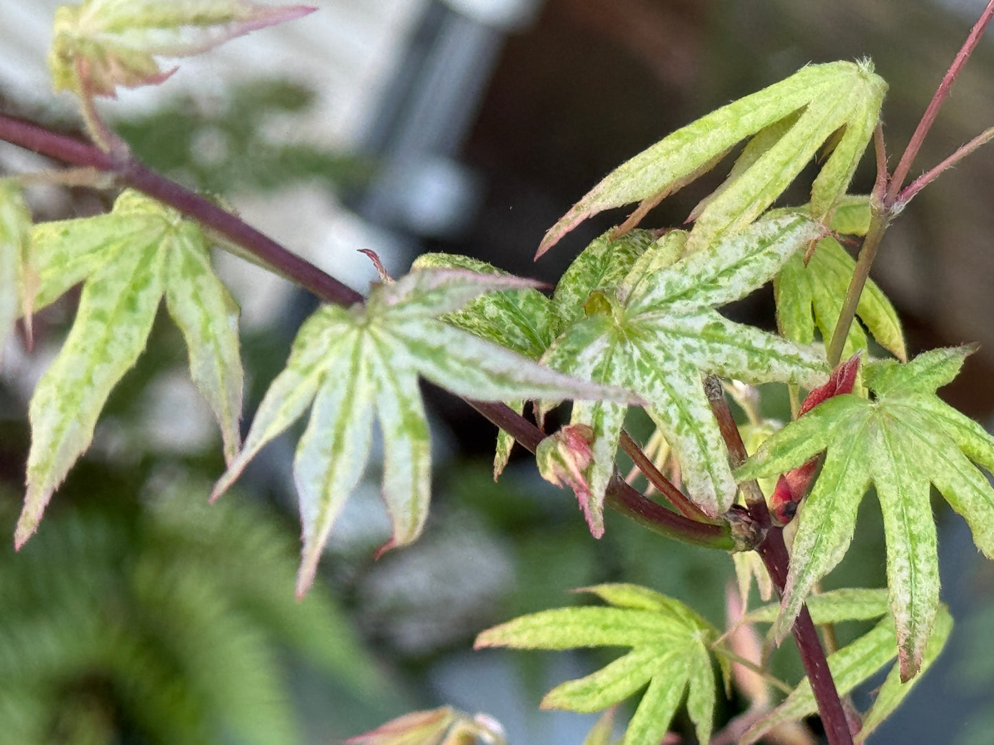 Acer palmatum ‘Ukigumo’ – Floating Cloud Japanese Maple