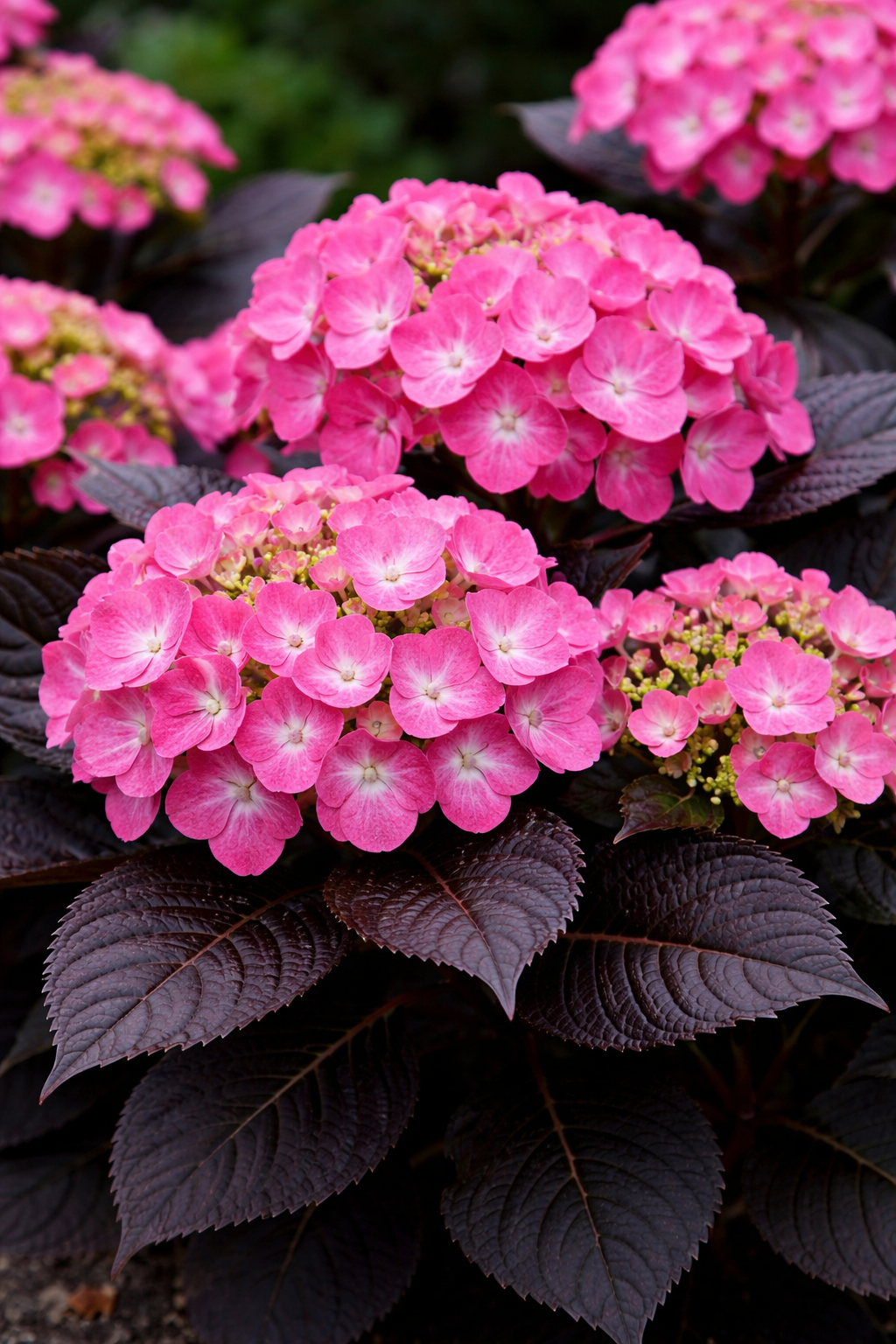 Hydrangea macrophylla 'Tuxedo Pink'