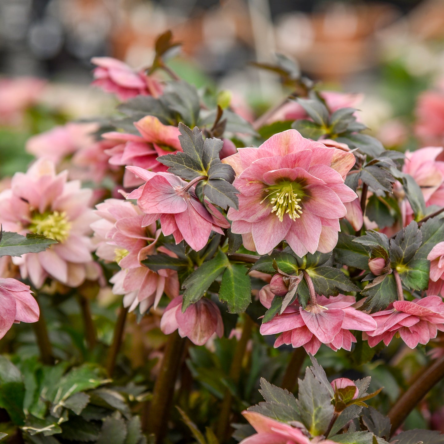 Helleborus ‘Mother of the Bride’ WEDDING PARTY® Series– Double White Lenten Rose