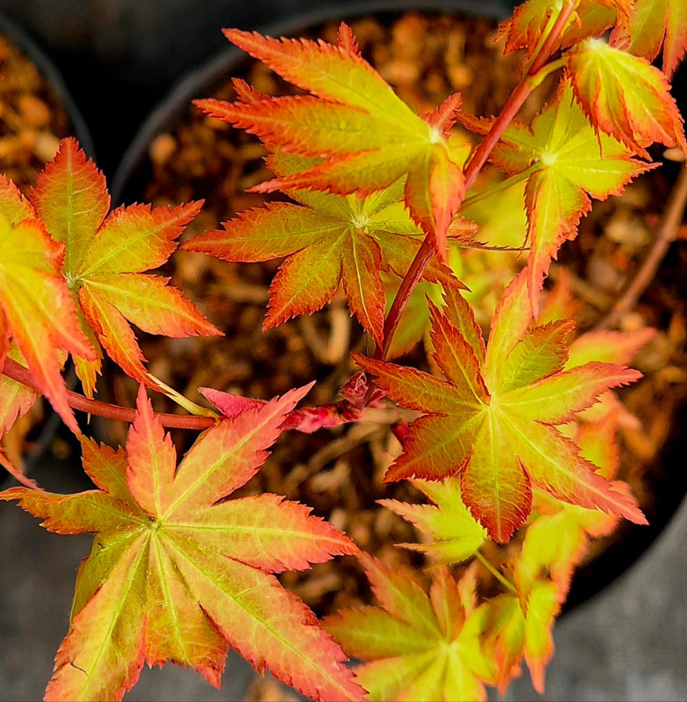 Acer palmatum ‘Summer Gold’ – Bright Yellow Japanese Maple