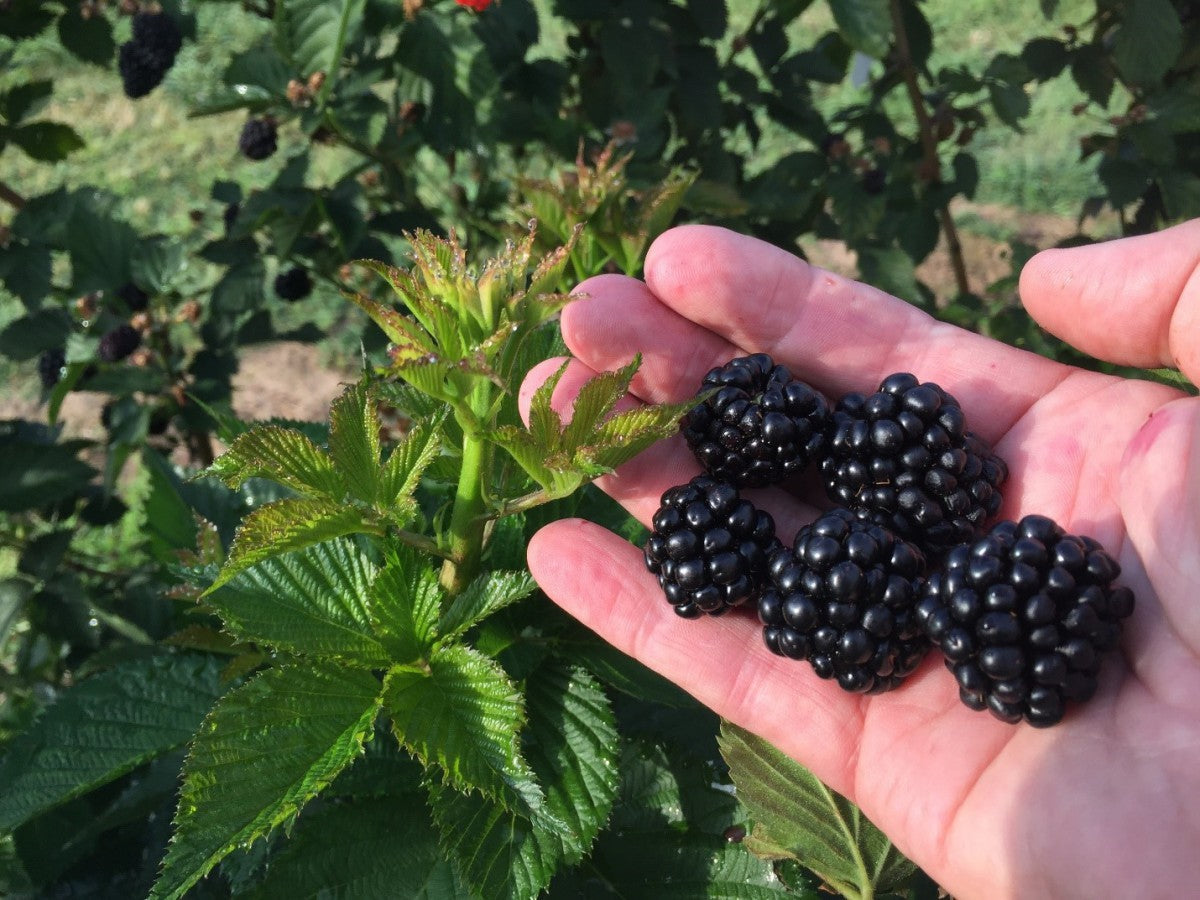 Rubus 'Ponca