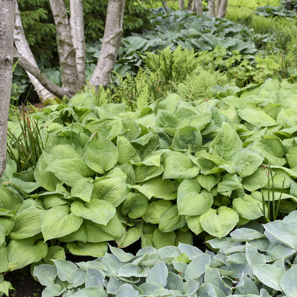 Hosta ‘Guacamole’ – Fragrant Chartreuse Hosta