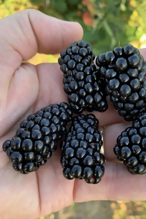 Rubus ‘Prime-Ark® Horizon’ – Primocane Thorny Blackberry