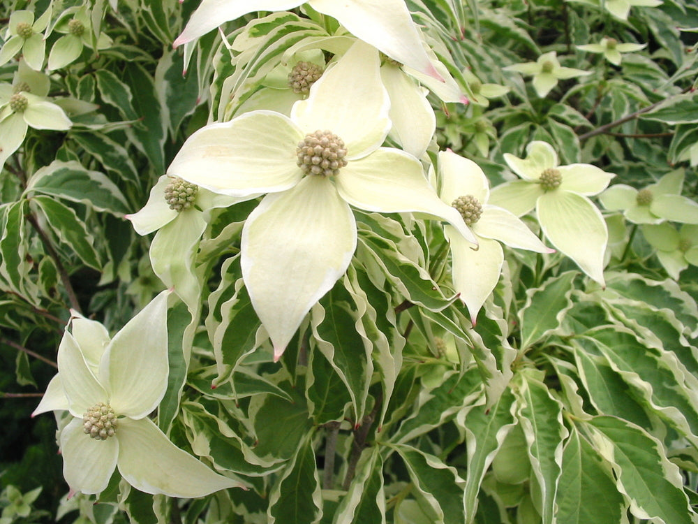 Cornus kousa ‘Wolf Eyes’ for Sale – Variegated Kousa Dogwood