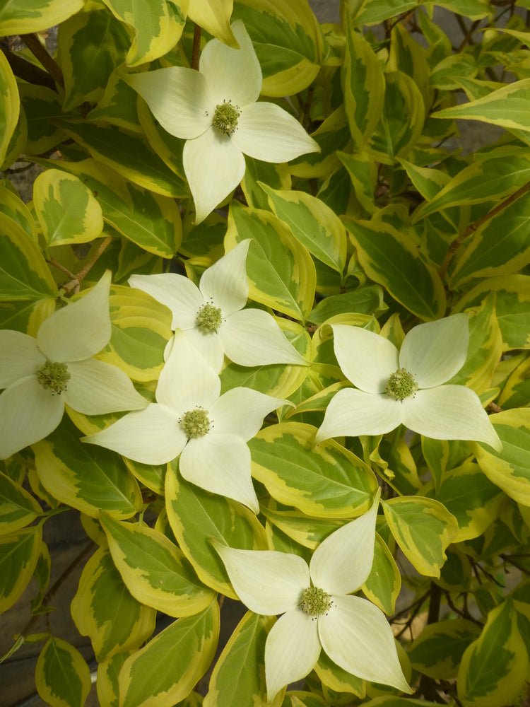 Cornus kousa Summer Gold - Variegated Dogwood