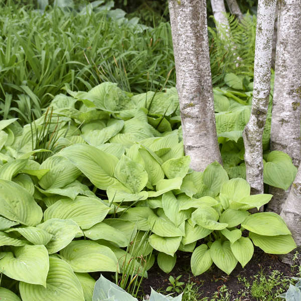 Hosta ‘Guacamole’ – Fragrant Chartreuse Hosta