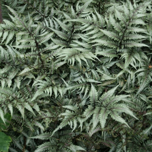 Athyrium ‘Godzilla’ – Giant Japanese Painted Fern