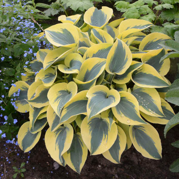 Hosta sieboldiana 'Autumn Frost'