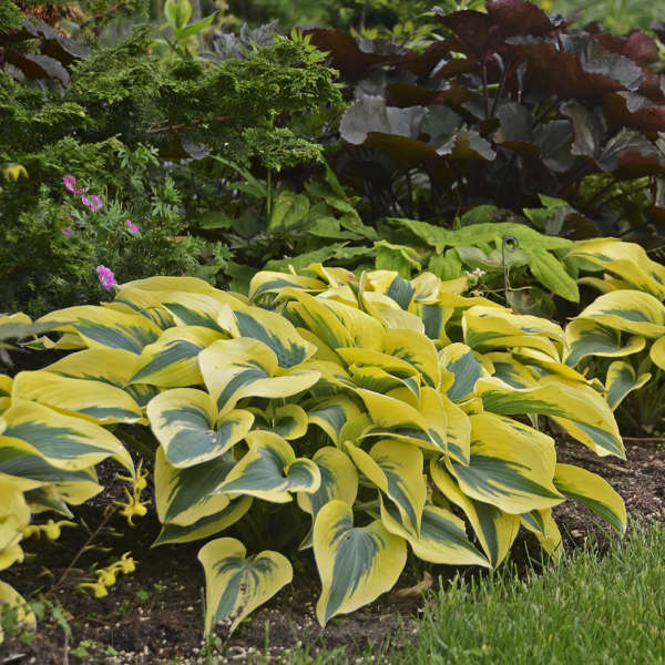 Hosta sieboldiana 'Autumn Frost'