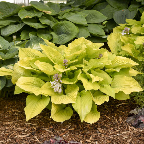Hosta ‘Coast to Coast’ – Giant Gold Hosta