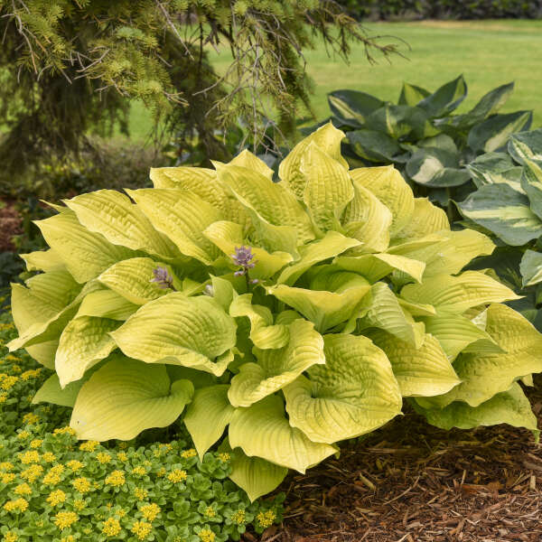 Hosta ‘Coast to Coast’ – Giant Gold Hosta