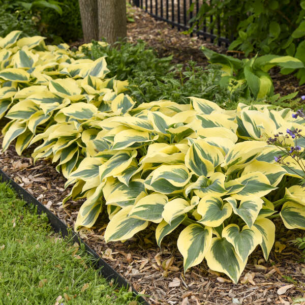 Hosta sieboldiana 'Autumn Frost'