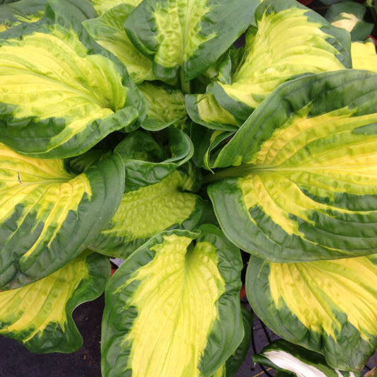 Hosta ‘Etched Glass’ – Gold Hosta with Wide Green Margins