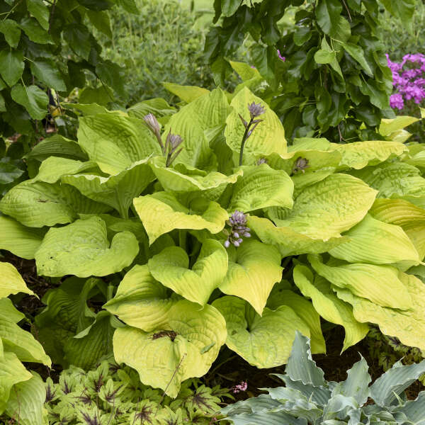 Hosta ‘Coast to Coast’ – Giant Gold Hosta