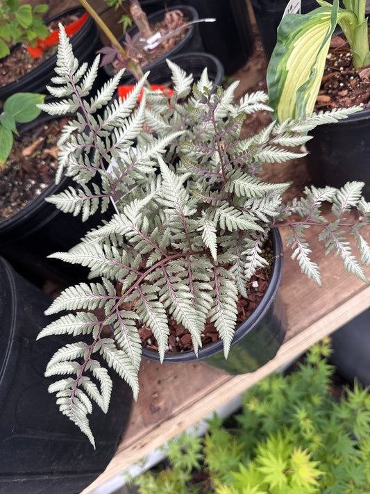 Athyrium ‘Godzilla’ – Giant Japanese Painted Fern