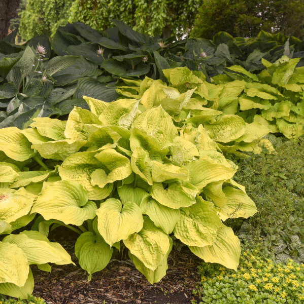 Hosta ‘Coast to Coast’ – Giant Gold Hosta