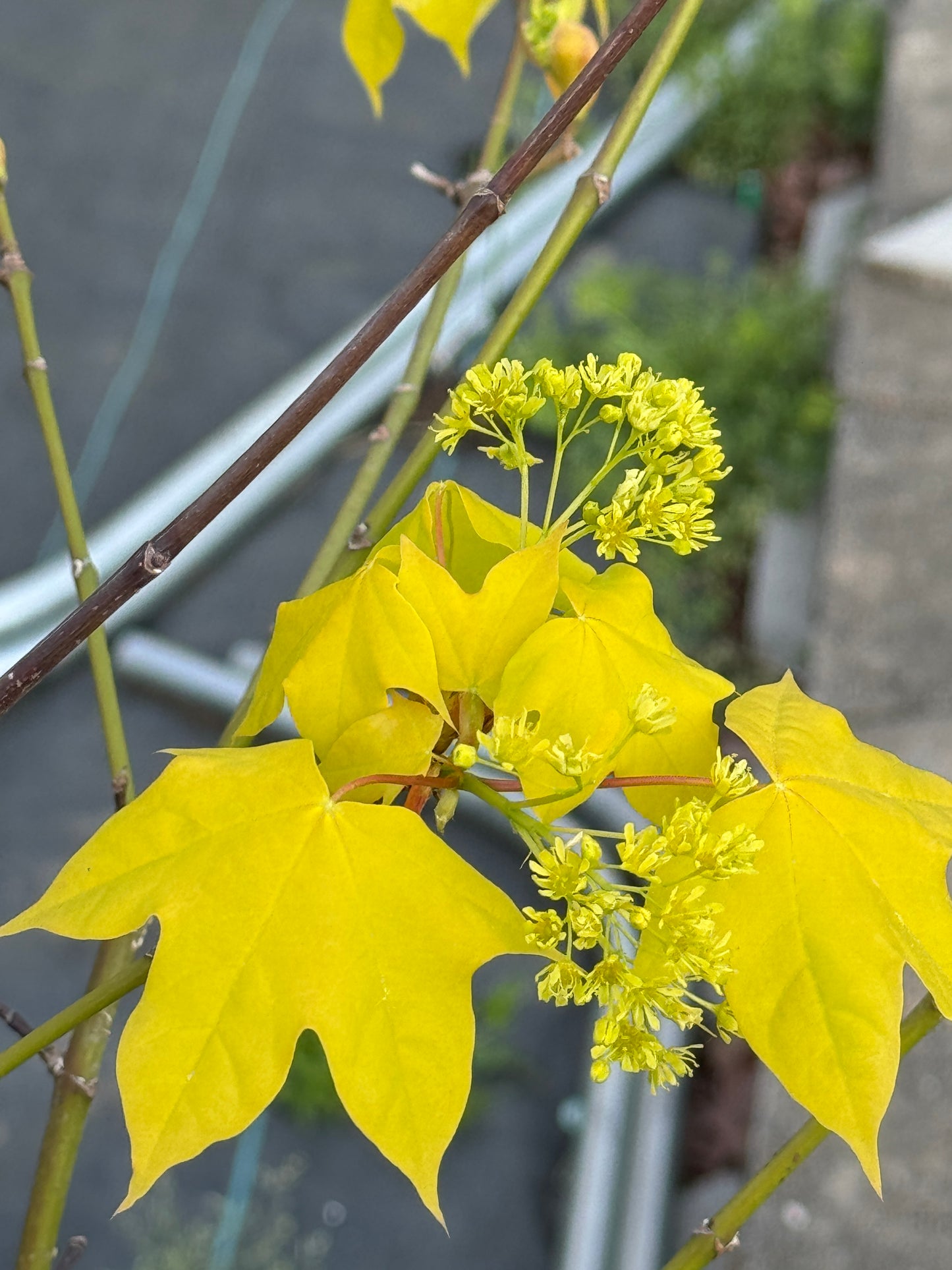 Close-up of bright yellow leaves and buds on a branch