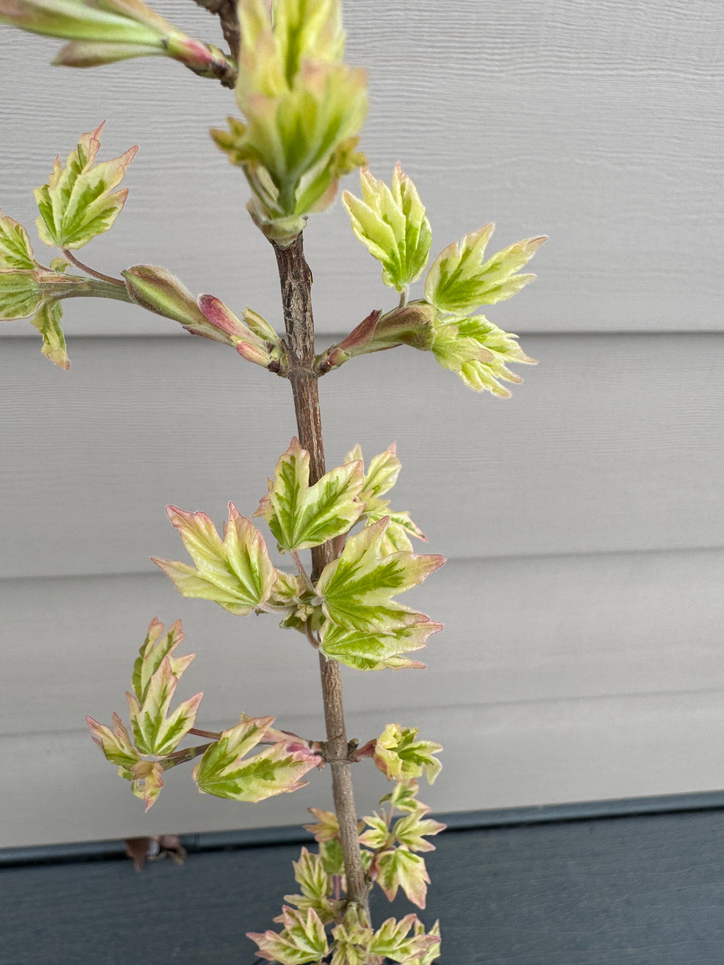 Acer campestre ‘Carnival’ – Variegated Hedge Maple