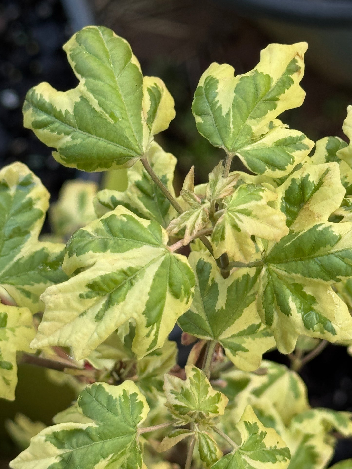 Acer campestre ‘Carnival’ – Variegated Hedge Maple