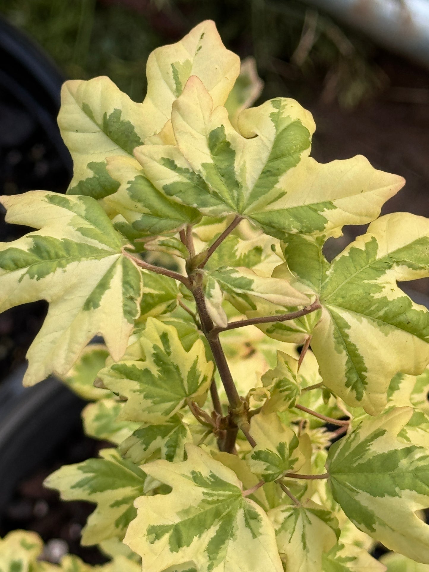 Acer campestre ‘Carnival’ – Variegated Hedge Maple
