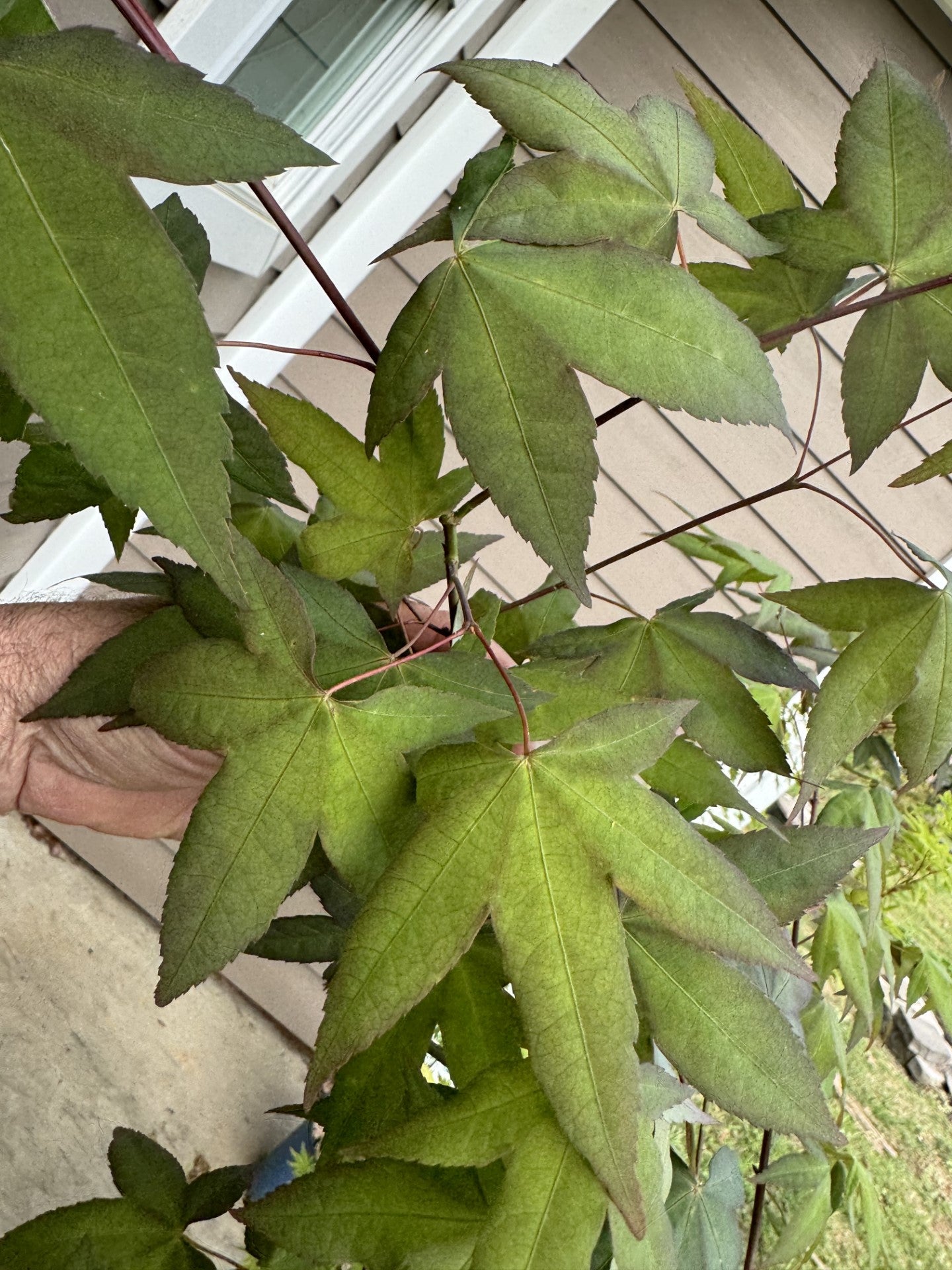 Acer oliverianum ‘Mystic Jewel’ – Rare Heat Tolerant Maple