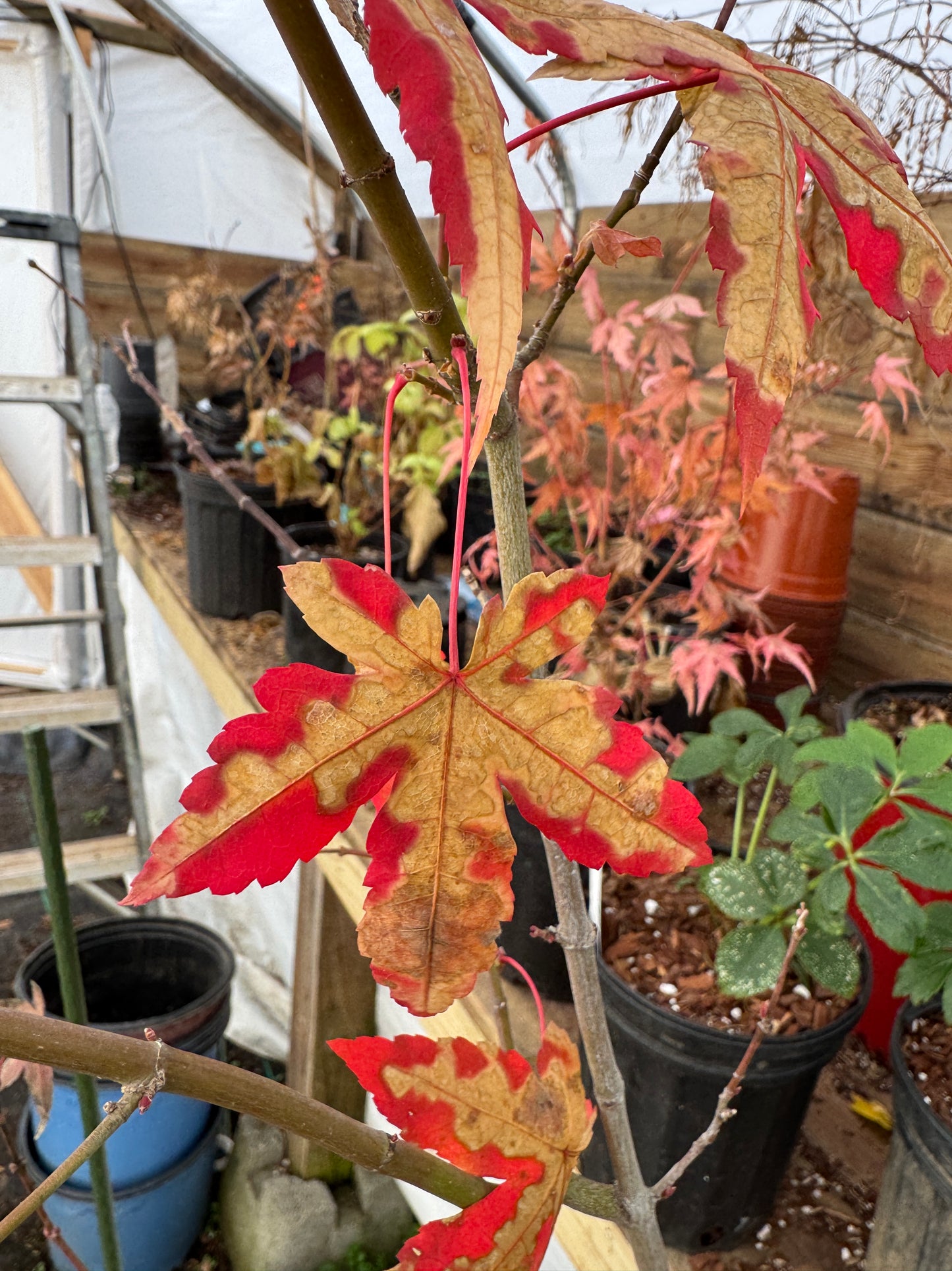 Acer oliverianum ‘Mystic Jewel’ – Rare Heat Tolerant Maple