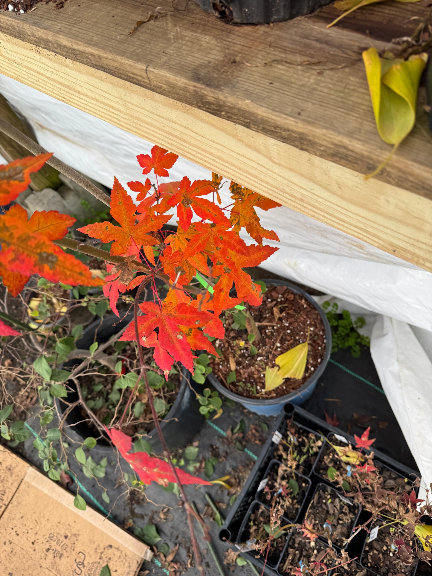 Acer oliverianum ‘Mystic Jewel’ – Rare Heat Tolerant Maple