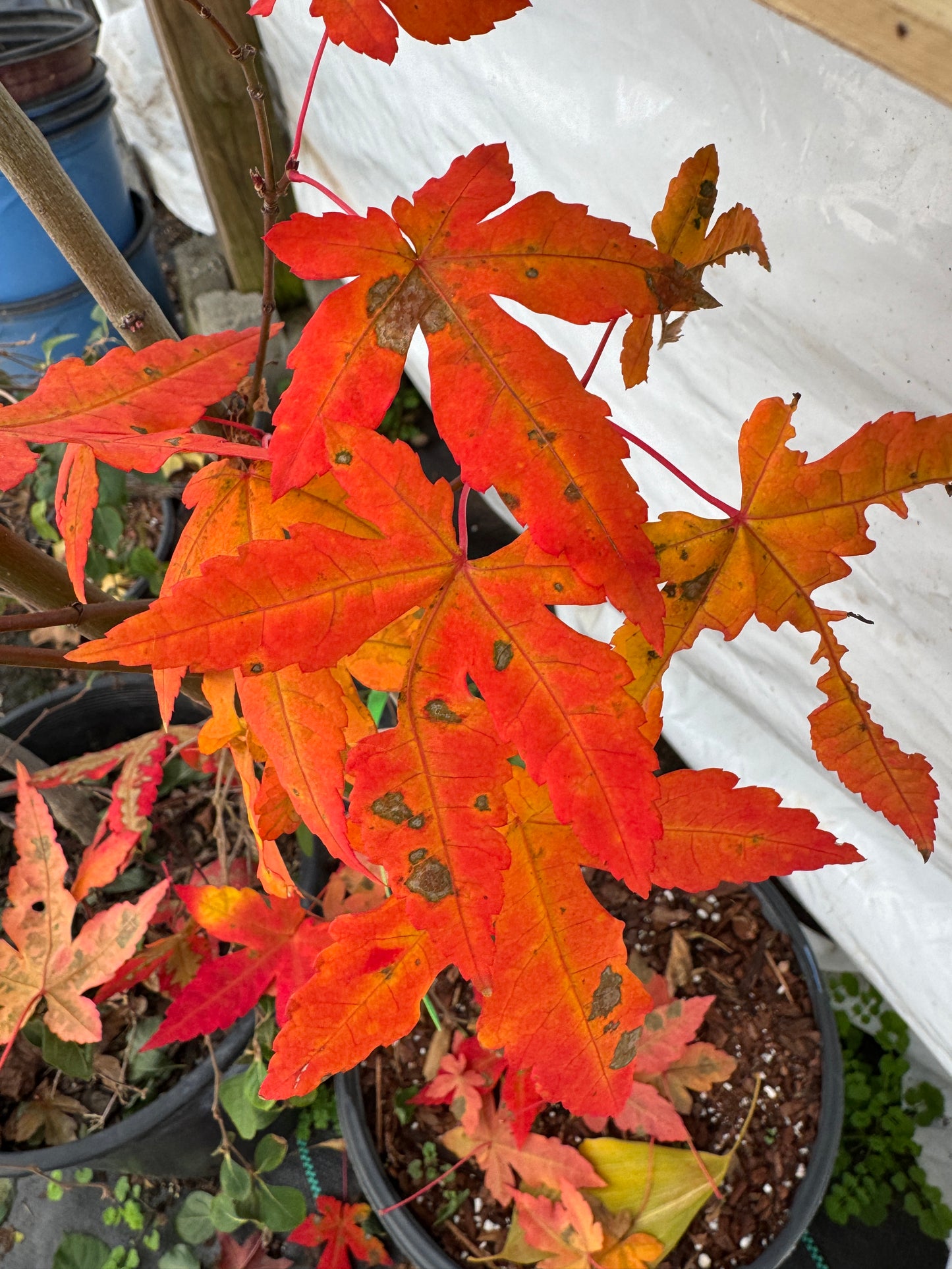 Acer oliverianum ‘Mystic Jewel’ – Rare Heat Tolerant Maple