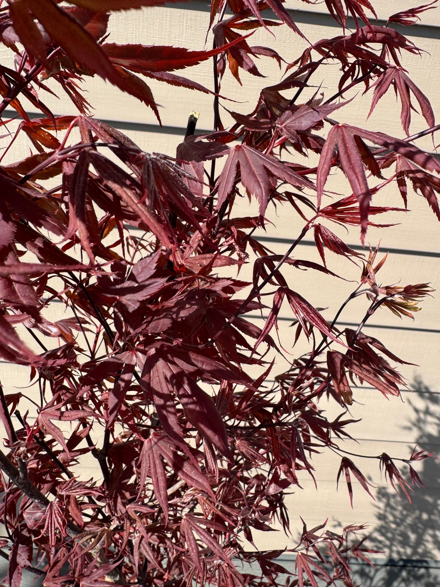 Acer palmatum ‘Bloodgood’ – Classic Red Japanese Maple