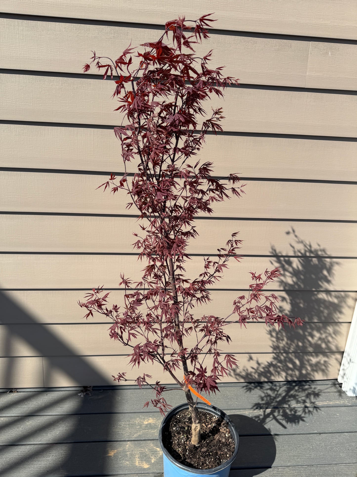 Acer palmatum ‘Bloodgood’ – Classic Red Japanese Maple