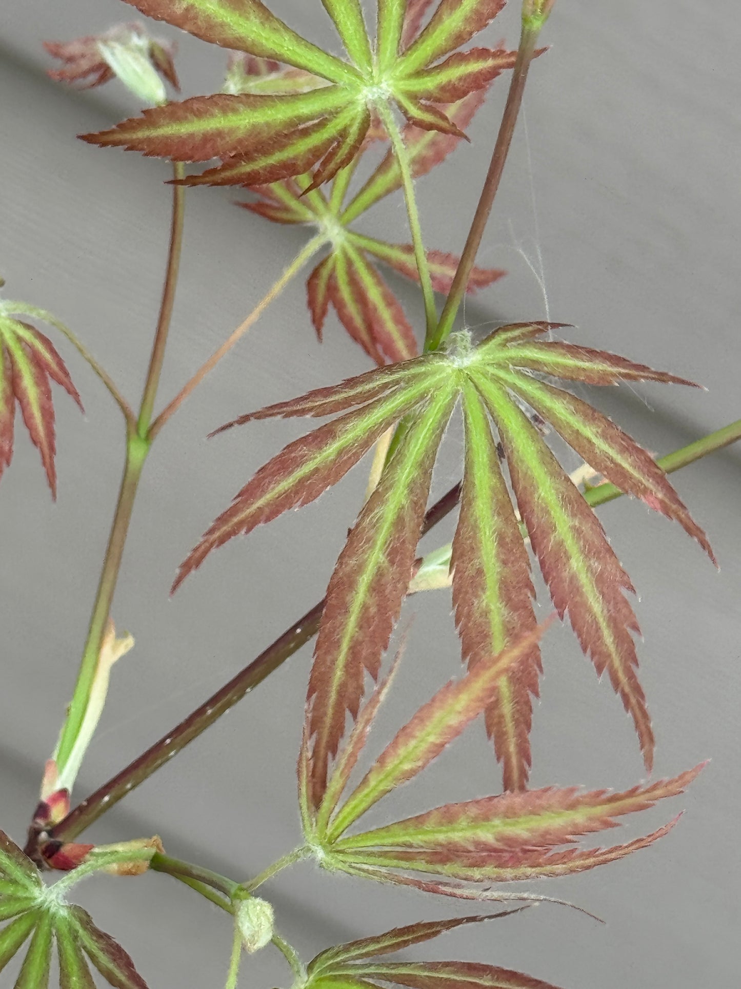 Acer palmatum ‘Bronze Age’ – Colorful Upright Japanese Maple