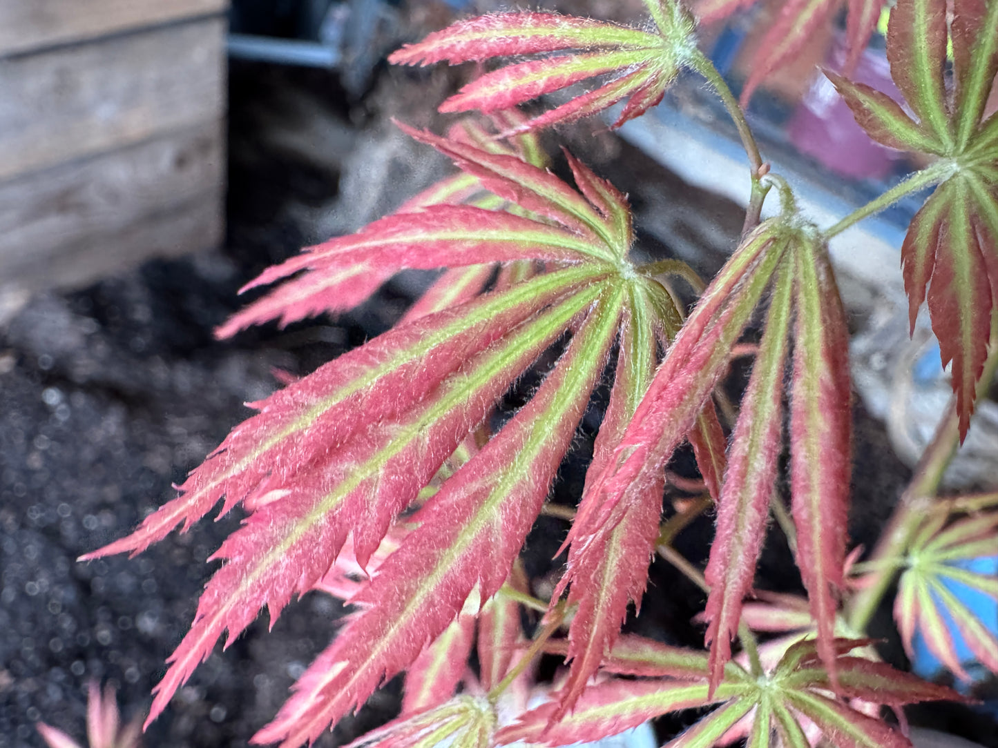 Acer palmatum ‘Bronze Age’ – Colorful Upright Japanese Maple