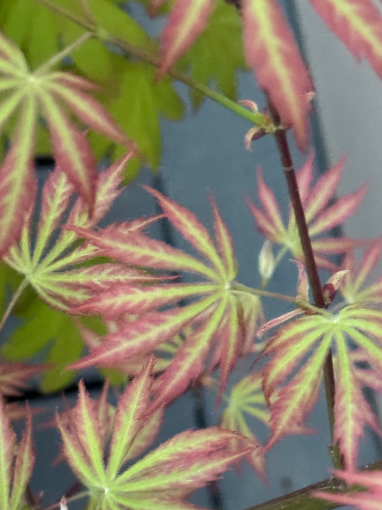 Acer palmatum ‘Bronze Age’ – Colorful Upright Japanese Maple