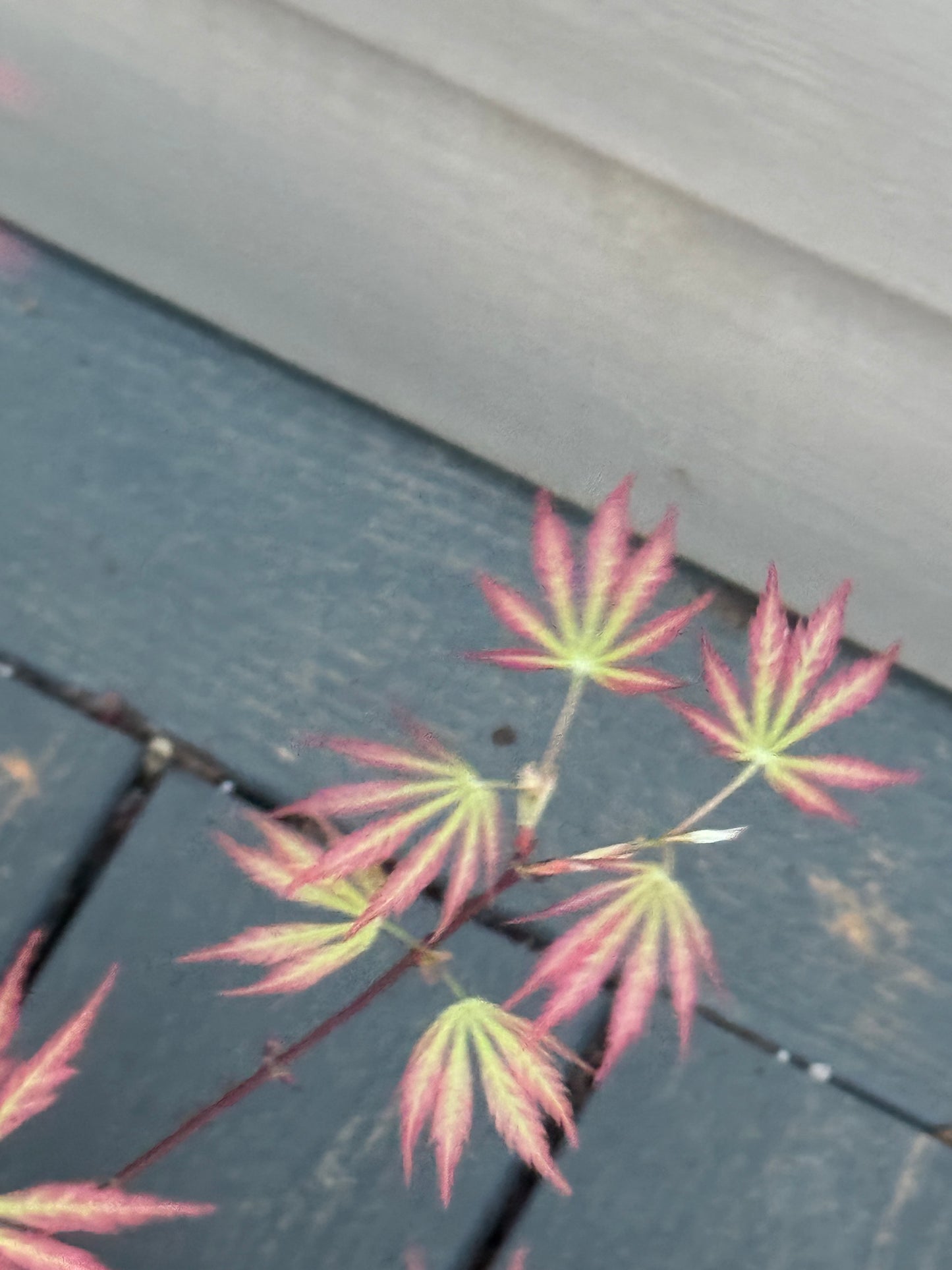 Acer palmatum ‘Bronze Age’ – Colorful Upright Japanese Maple
