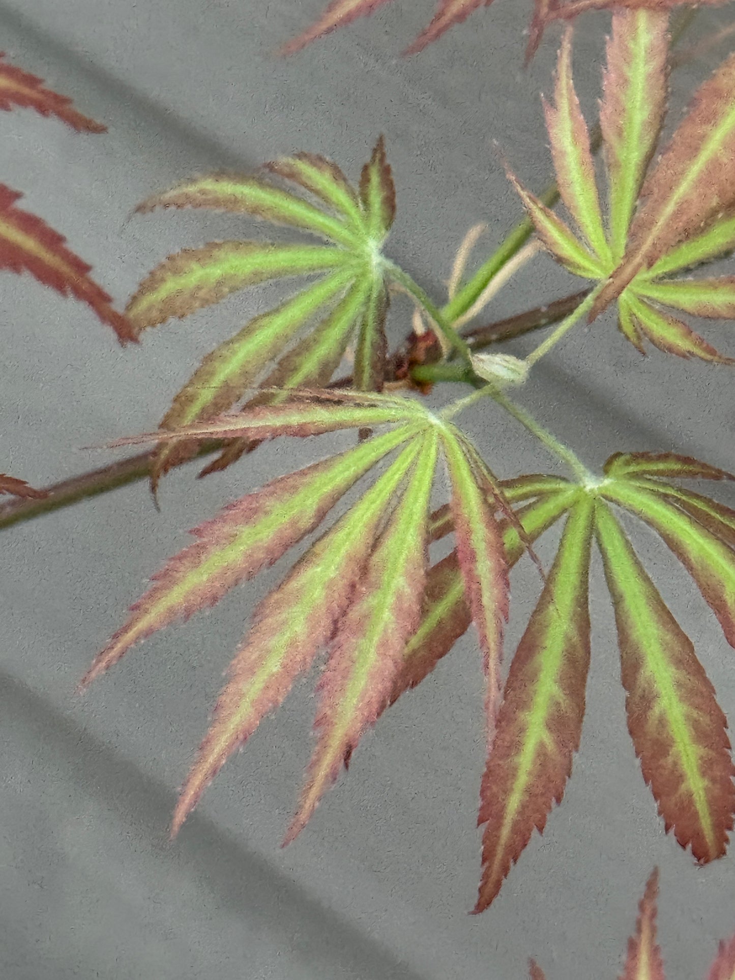 Acer palmatum ‘Bronze Age’ – Colorful Upright Japanese Maple