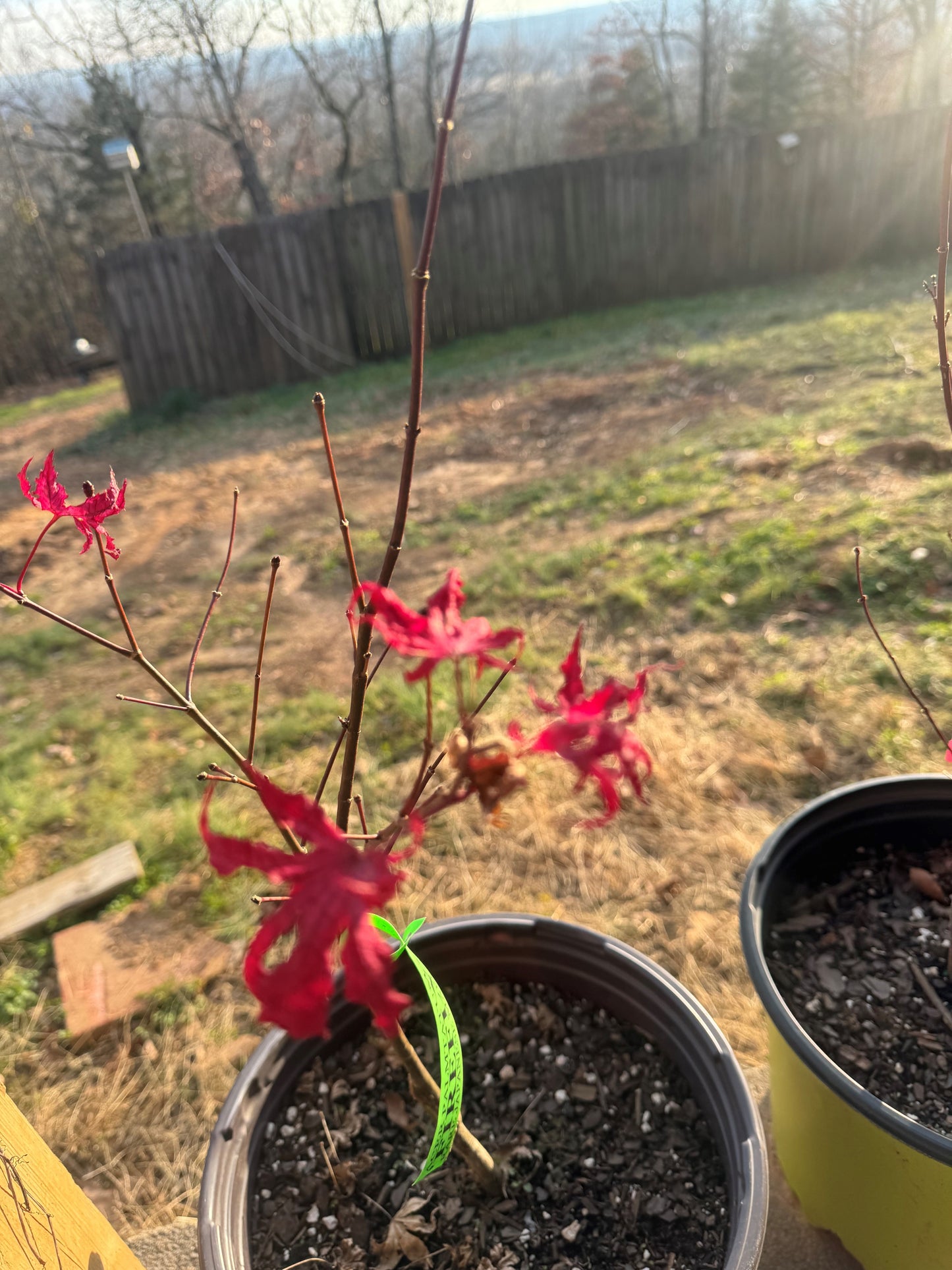 Acer palmatum ‘Firefly’ – Reticulated Variegated Japanese Maple