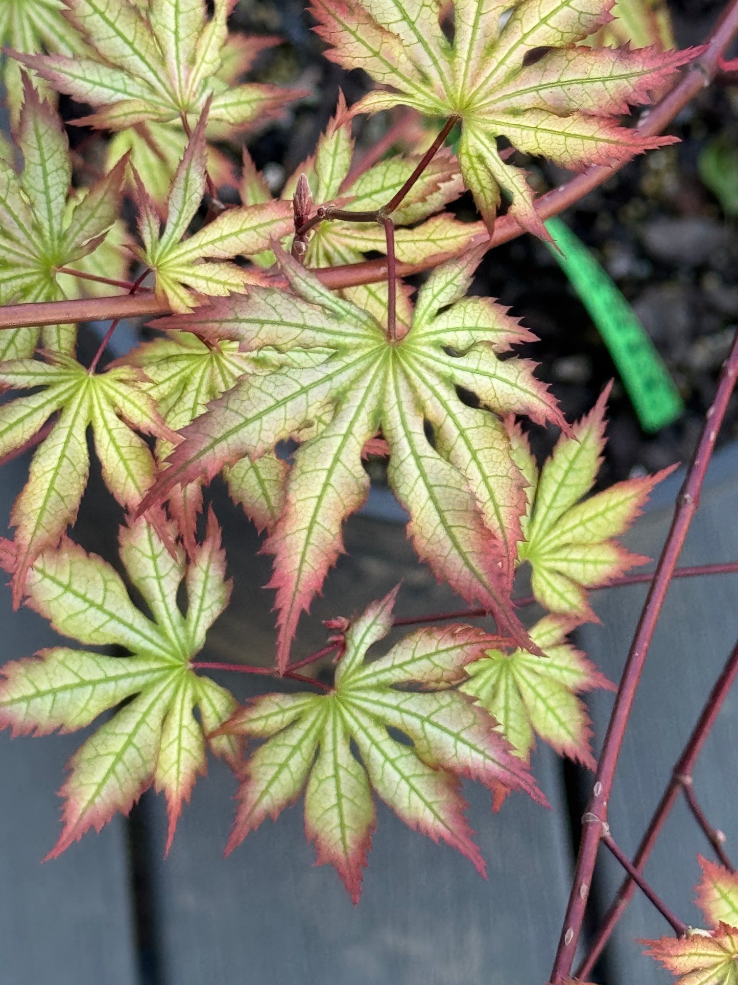 Acer palmatum ‘Firefly’ – Reticulated Variegated Japanese Maple