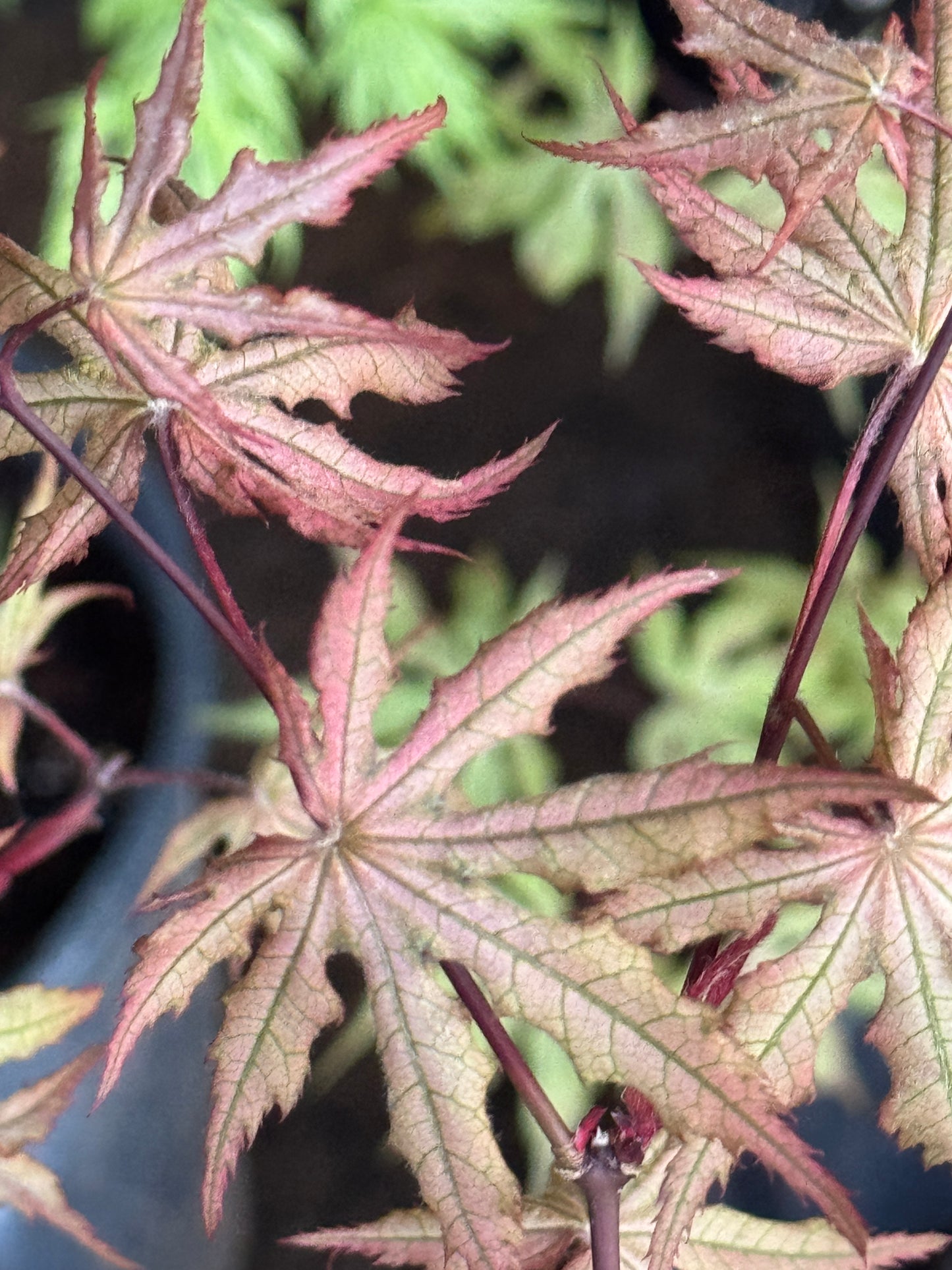 Acer palmatum ‘Fred’s Wild Dream’ – Reticulated Variegated Japanese Maple