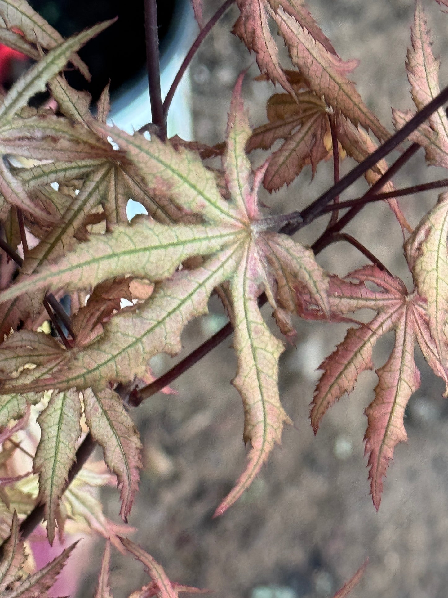 Acer palmatum ‘Fred’s Wild Dream’ – Reticulated Variegated Japanese Maple