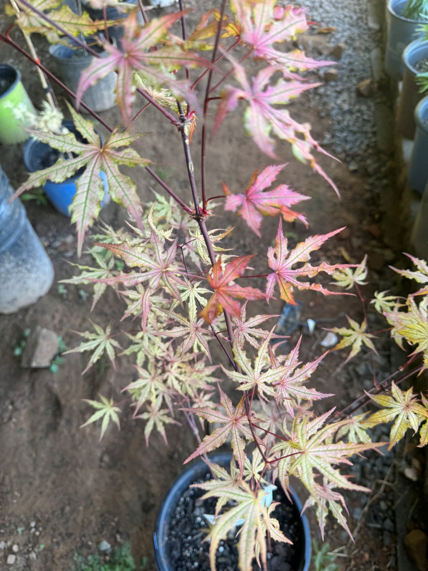 Acer palmatum ‘Fred’s Wild Dream’ – Reticulated Variegated Japanese Maple