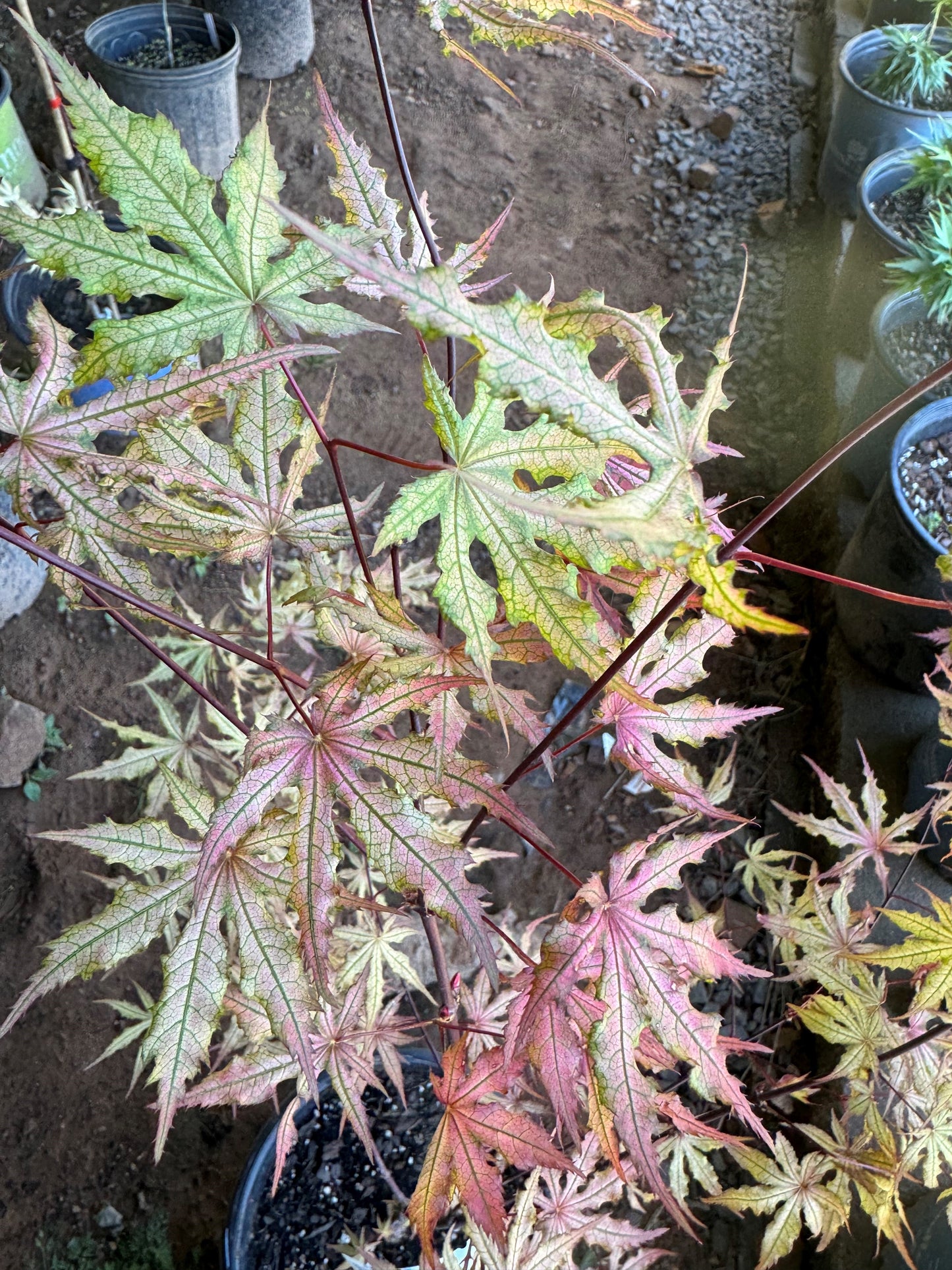 Acer palmatum ‘Fred’s Wild Dream’ – Reticulated Variegated Japanese Maple